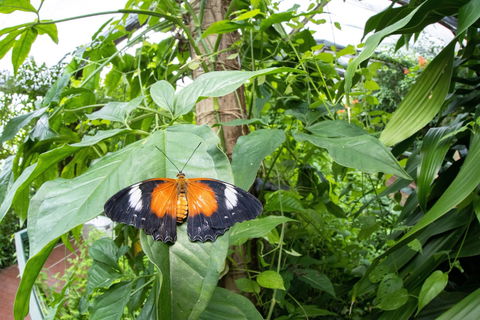 Batchelor Butterfly Farm - Tourism Hervey Bay 6