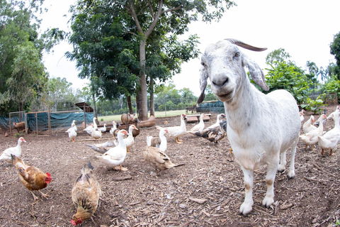 Batchelor Butterfly Farm - Tourism Hervey Bay 1