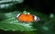 Batchelor Butterfly Farm - thumb 2