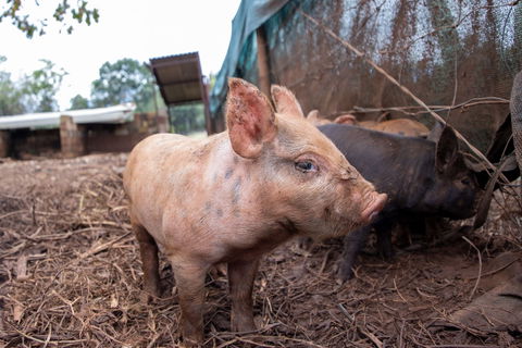 Batchelor Butterfly Farm - Tourism Hervey Bay 0
