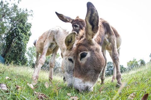 Batchelor Butterfly Farm - Tourism Hervey Bay 3