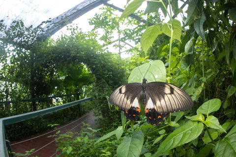 Batchelor Butterfly Farm - Tourism Hervey Bay 5