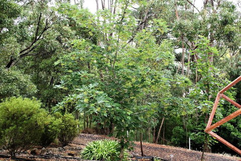 Tangenong Cottages - Hervey Bay Accommodation 4