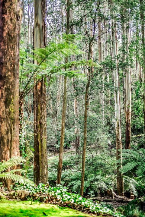 Fernglen Forest Retreat - Hervey Bay Accommodation 1