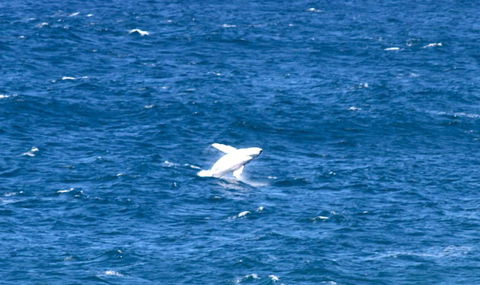 Sea Whispers - Hervey Bay Accommodation 3
