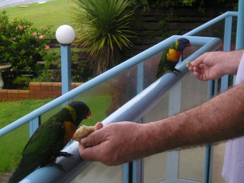 Narooma Golfers Lodge - Tourism Hervey Bay 3