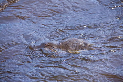 Platypus Playground Riverside Cottage - Hervey Bay Accommodation 4