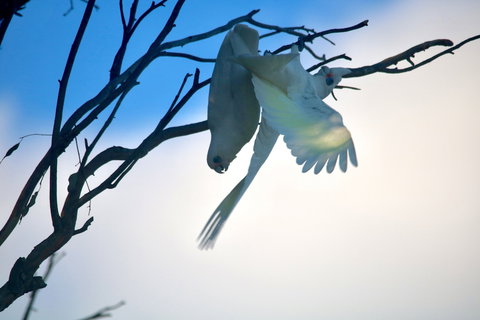 Tenterfield Cottage Holiday House - Hervey Bay Accommodation 0