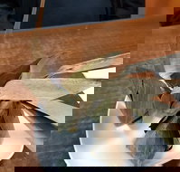 Kao Gaeng Thai - Hervey Bay Accommodation