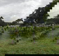 Carlei Estate Cellar Door  Wood Fired Pizzeria - Hervey Bay Accommodation