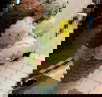 The Natural Waffle Ice Cream Parlour - Hervey Bay Accommodation