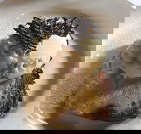 The Magpie Cafe - Tourism Hervey Bay