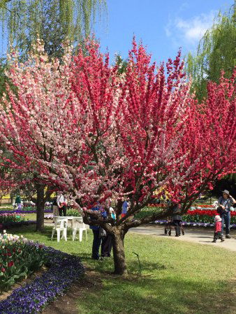 Ngunnawal ACT Tourism Hervey Bay
