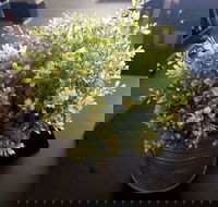 Wonderlust Cafe - Tourism Hervey Bay