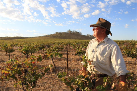 Sally's Paddock At Redbank Winery - Hervey Bay Accommodation 2