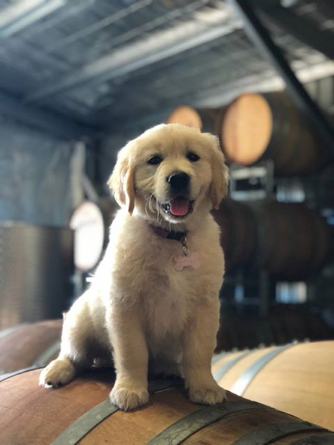 Macquariedale Organic Wines - Tourism Hervey Bay 1
