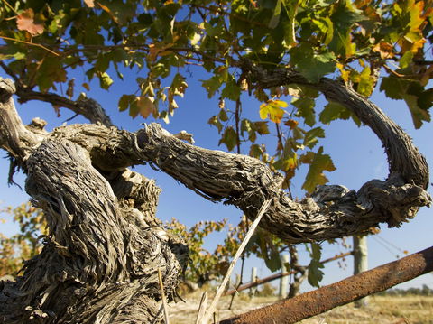 Jones Winery & Vineyard - Tourism Hervey Bay 2