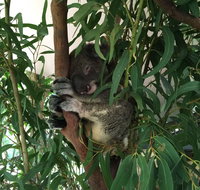 Wild Life Hamilton Island - Hervey Bay Accommodation
