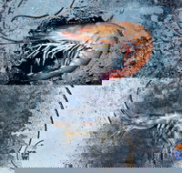 Yamba Wild - Hervey Bay Accommodation