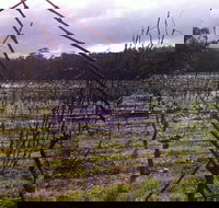Darlington Vineyard - Hervey Bay Accommodation