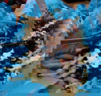 Two Hands Bar - Hervey Bay Accommodation