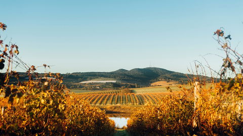 HOOSEGG Cellar Door - Tourism Hervey Bay 1