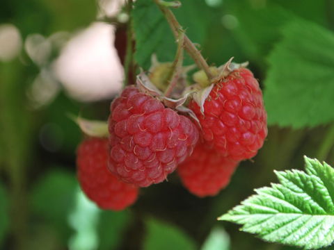 Westerway Raspberry Farm - Tourism Hervey Bay 0