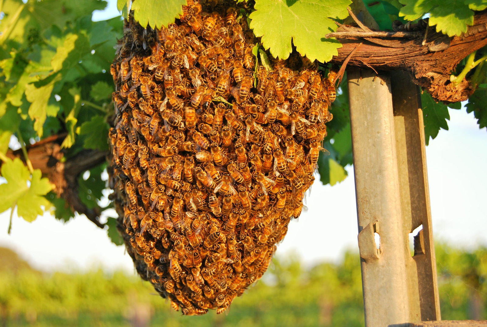 Bookpurnong SA Tourism Hervey Bay