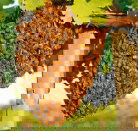 Whistling Kite Biodynamic Wines - Tourism Hervey Bay