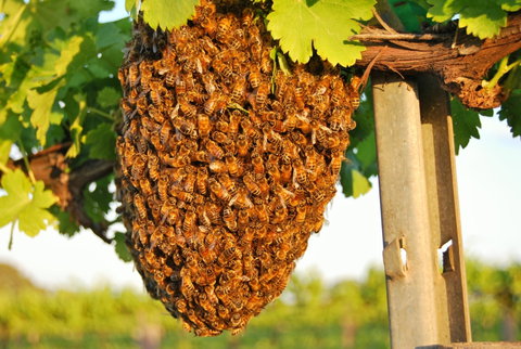 Whistling Kite Biodynamic Wines - Hervey Bay Accommodation 0