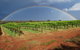 Whistling Kite Biodynamic Wines - thumb 1