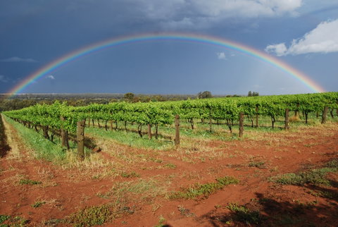 Whistling Kite Biodynamic Wines - Hervey Bay Accommodation 1
