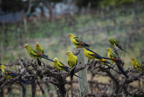 Whistling Kite Biodynamic Wines - Hervey Bay Accommodation 2