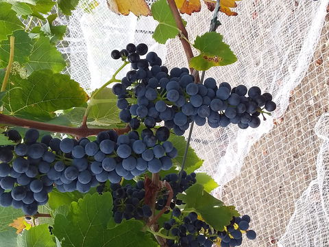 Clayfield Wines - Tourism Hervey Bay 1