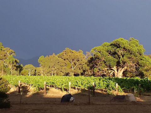 Clayfield Wines - Tourism Hervey Bay 2
