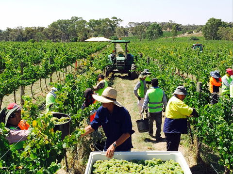 Grosset Wines - Tourism Hervey Bay 1