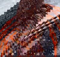 Lobster Shack Tasmania - Hervey Bay Accommodation