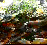 Lush Bucket Cafe - Tourism Hervey Bay