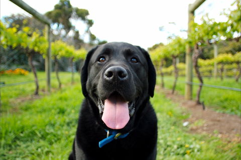 Every Man And His Dog Vineyard - Hervey Bay Accommodation 0