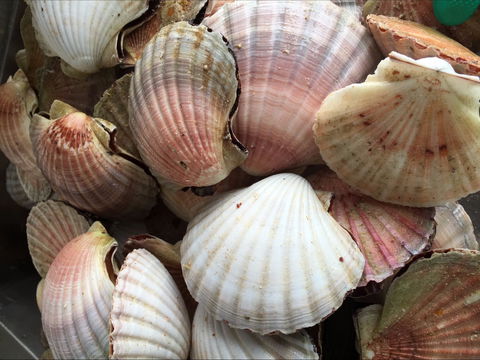 Mi Shells Seafood - Tourism Hervey Bay 1