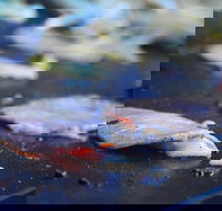 Mount Gravatt Hotel - Hervey Bay Accommodation