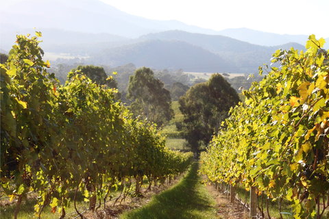 Pizzini Wines King Valley - Hervey Bay Accommodation 2