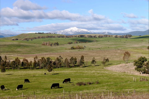 Delatite Winery - Hervey Bay Accommodation 0