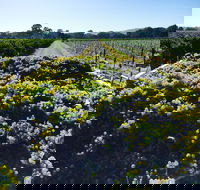 Willows Vineyard - Tourism Hervey Bay