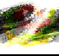 Woodhill Dining - Hervey Bay Accommodation