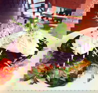 Succulent Cafe - Tourism Hervey Bay