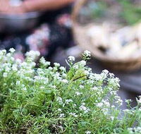 Harvest - Tourism Hervey Bay