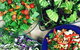 Proteini - thumb 6