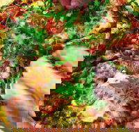 The Angry Pigeon - Hervey Bay Accommodation