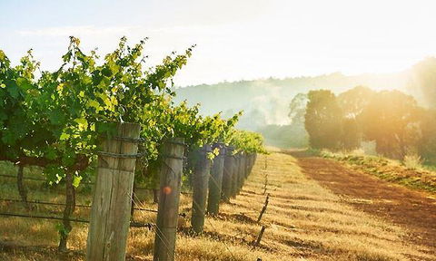 Millbrook Winery Restaurant - Tourism Hervey Bay 7